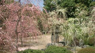 梅がみごとです