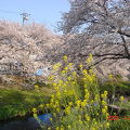 駅から近い　桜の名所　（芳川支流沿い）