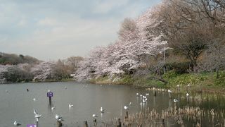 日本のさくら１００選　神奈川県立　三ッ池公園