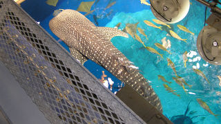 水族館の裏側・・・上かな？