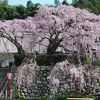 吉田のしだれ桜　（京都府舞鶴市）