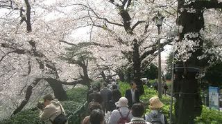 お花見道は左側通行です