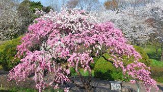 万博公園のお花見