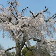 円山公園のしだれ桜(４月５日)