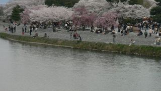 嵐山公園の桜（４月５日）