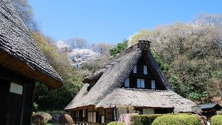 日本の風景、合掌造りの古民家とさくらの園