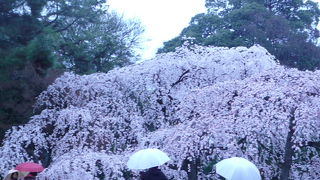 雨の京都御所　枝垂れ桜