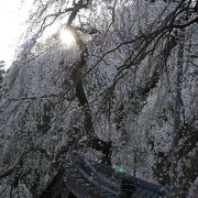 清雲寺のシダレザクラ