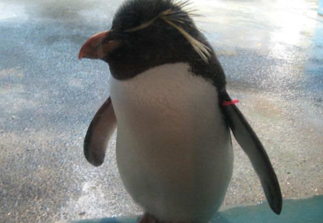 長崎ペンギン水族館 クチコミ アクセス 営業時間 長崎市 フォートラベル