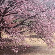 未だ楽しめる新宿御苑の桜