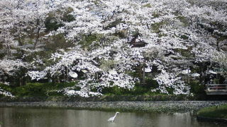 サギもお花見中