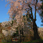 桜満開☆妙義神社