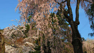 桜満開☆妙義神社