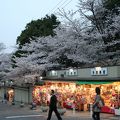 奈良公園三条通り沿いの桜