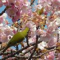 満開の河津桜。。