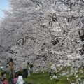 2日限りの小田原印刷局（造幣局）桜祭りへ。。