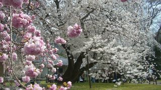 醍醐寺：霊宝院の桜