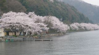 海津大崎のお花見はクルーズ船がオススメ