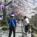 大平町運動公園の桜並木