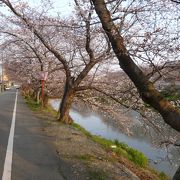 京都の超穴場的花見スポット『前川堤』＠久御山町東一口