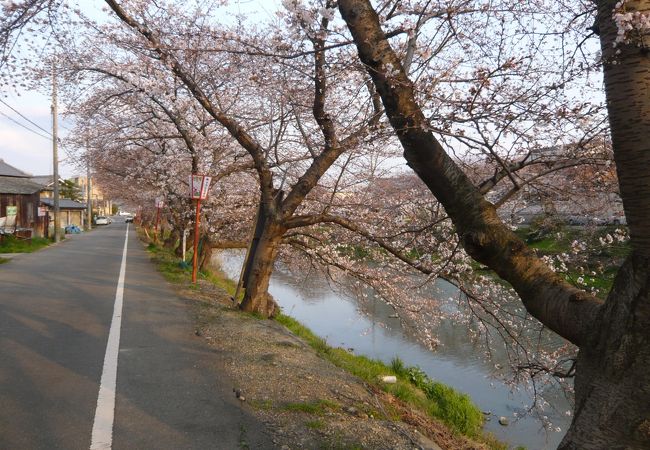 京都の超穴場的花見スポット『前川堤』＠久御山町東一口