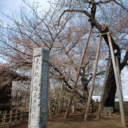 日本五大桜のひとつ石戸蒲ザクラ