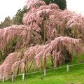 樹齢1000年以上！！　三春滝桜