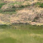 沢山の桜