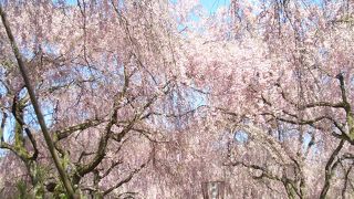 ピンクのシャワー