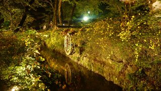 京都最古の神社・松尾大社のヤマブキの花