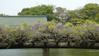 お花も、お池も、良い庭園です。