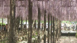 天王川公園では藤が真っ盛りです