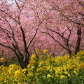 桜と菜の花・春色に染まる松田山