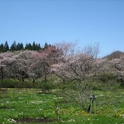 松前城周辺の寺町＆桜見本園