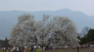ちょっと小さくなった桜
