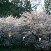 桜がいっぱい