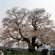 満開の　醍醐桜に　酔い痴れて