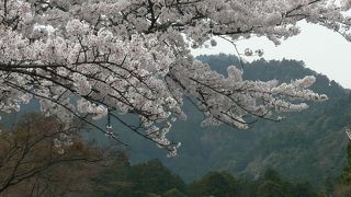 滋賀・坂本、日吉神社の桜（４月９日）