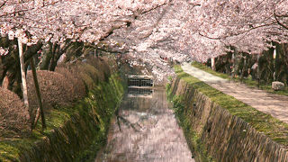 桜のトンネル・哲学の道