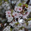 富士五湖周辺に咲く富士桜