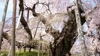 『三春町の滝桜（みはるちょうのたきざくら）』
