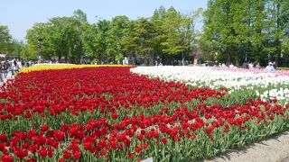 450種100万本のチューリップのお花畑は壮観！