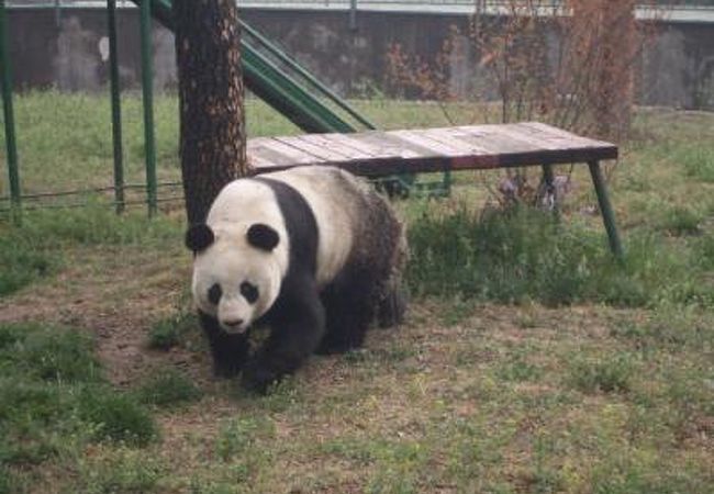 済南動物園