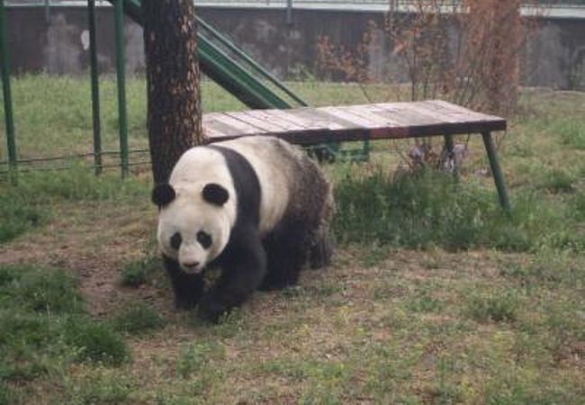 パンダのいる済南動物園