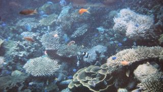 ○セントーサの水族館「Underwater World アンダーウォーターワールド」