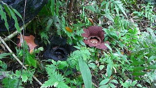 ラフレシアのつぼみ・開花・枯れるまでを一気に！
