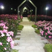 浜寺公園のバラ庭園は昼も夜も楽しめます