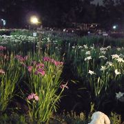 城北公園の花菖蒲園