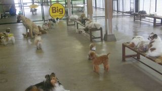 犬たちと仲良く