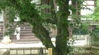 真如堂に立派な菩提樹があります